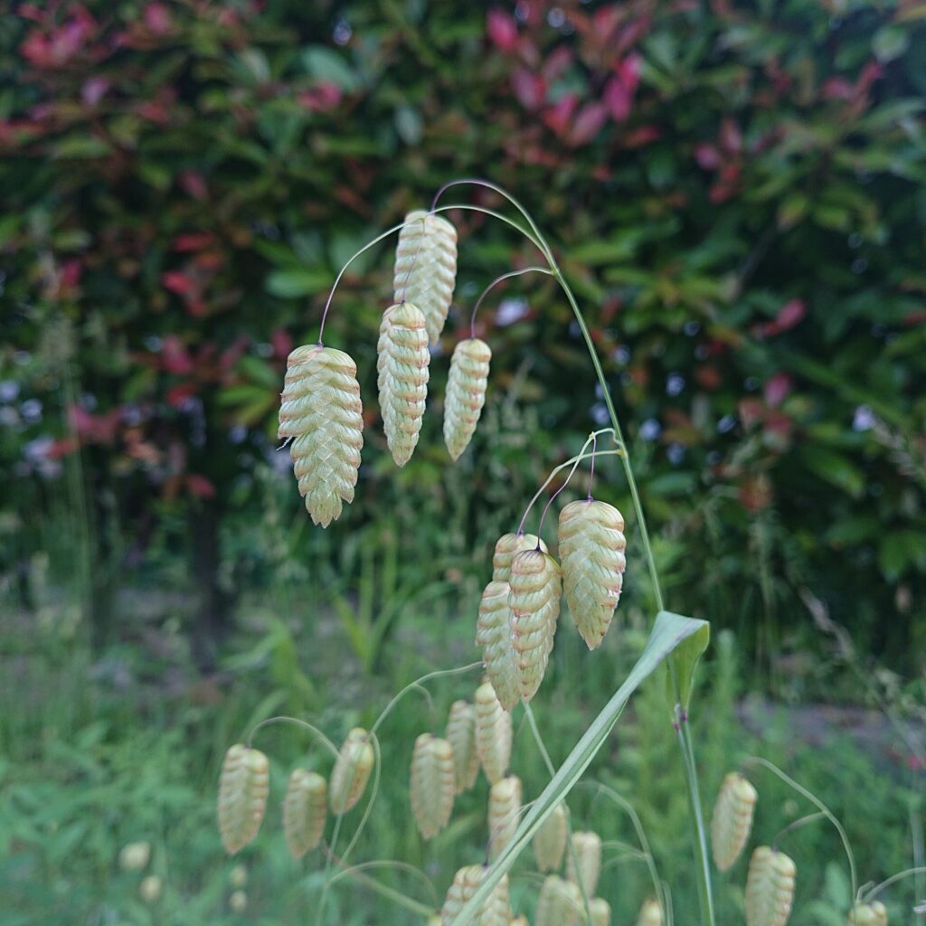 小判草